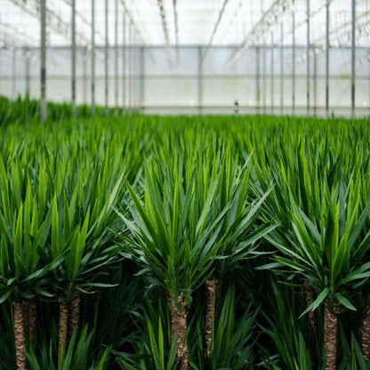 Yucca (90cm - Ø17cm) Plant Greenify