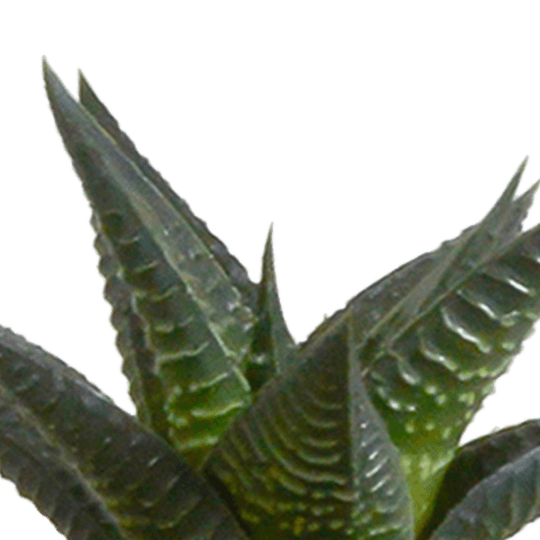 Cactus en vetplanten mix (Ø5.5 cm & in diverse potten) Plant Greenify