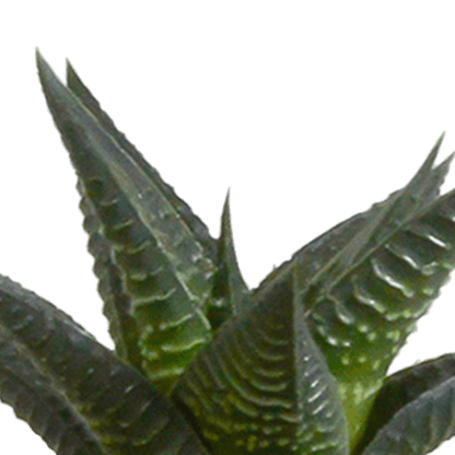 Cactus en vetplanten mix (Ø5.5 cm & in diverse potten) Plant Greenify