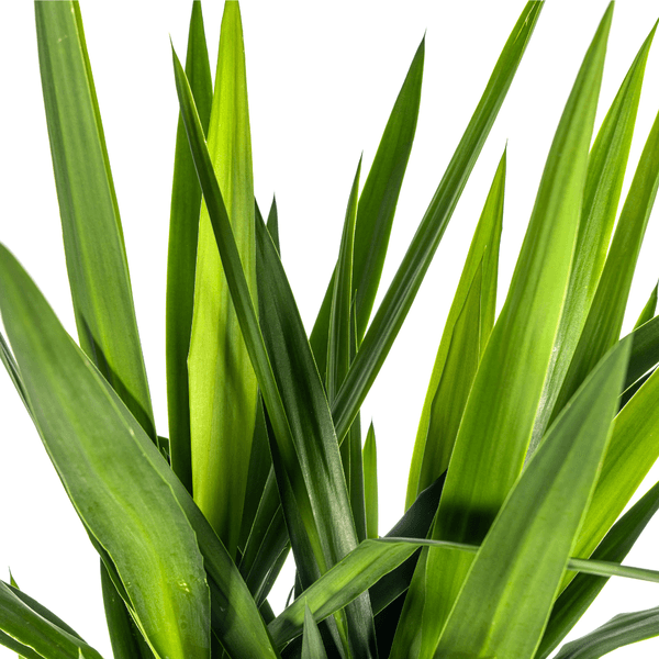 Yucca Elephantipes (160cm - Ø27cm) Plant Greenify