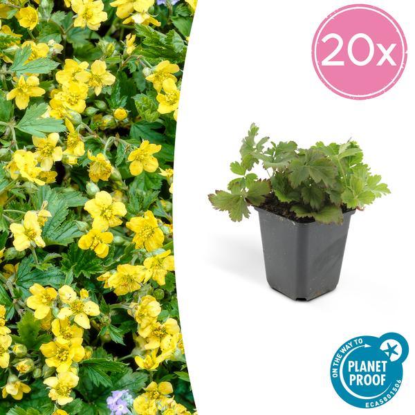 Waldsteinia ternata | 10-25cm - Ø9cm Plant Greenify