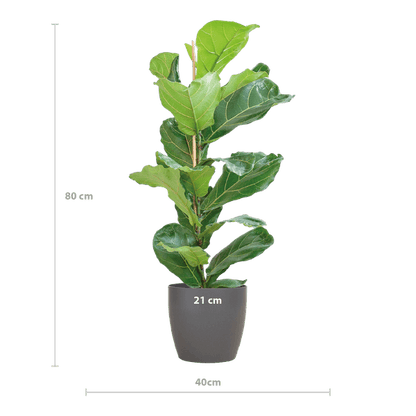 Ficus Lyrata met Yuki pot grijs (80cm - Ø21) Plant Greenify