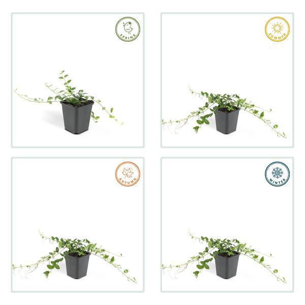 Vinca Minor 'Alba' | 10-25cm - Ø9cm Plant Greenify