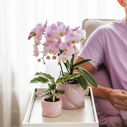 Kleine Calathea (Ø6cm) Plant Greenify
