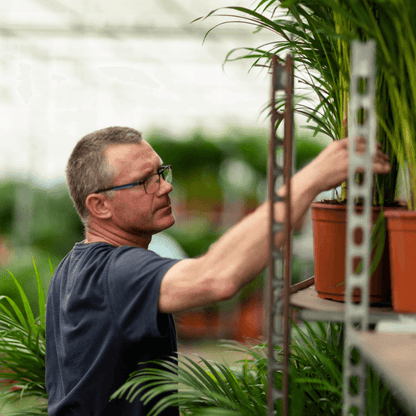 Areca palm (130cm - Ø24cm) Plant Greenify