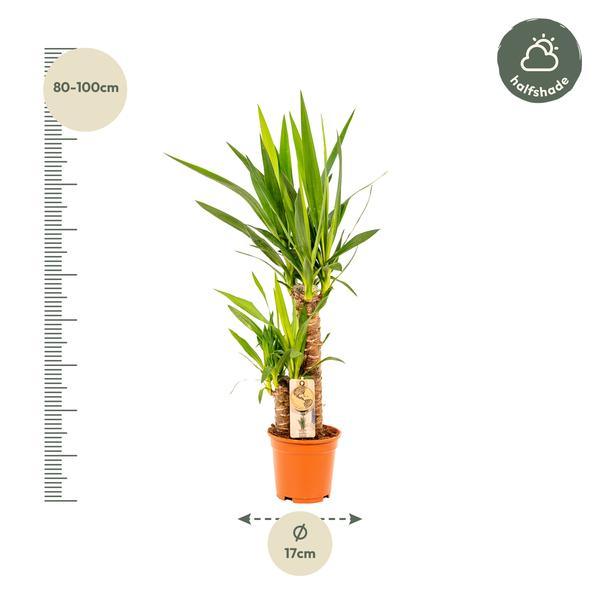Yucca (90cm - Ø17cm) Plant Greenify