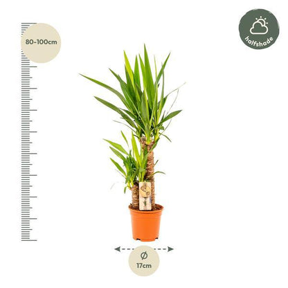 Yucca (90cm - Ø17cm) Plant Greenify