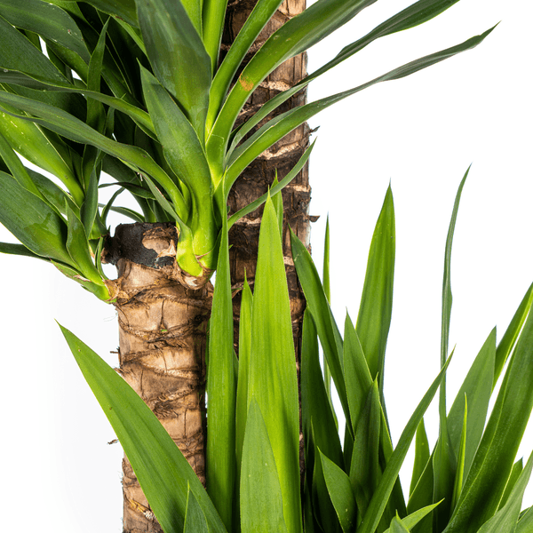 Yucca Elephantipes (160cm - Ø27cm) Plant Greenify