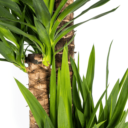 Yucca Elephantipes (160cm - Ø27cm) Plant Greenify