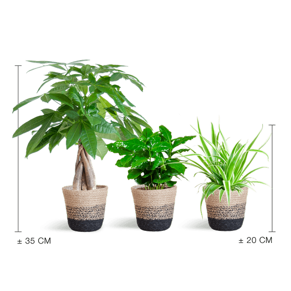 Diervriendelijke Plantenbox (3 plantjes inclusief Mand Jimmi zwart Ø12) Plant Greenify