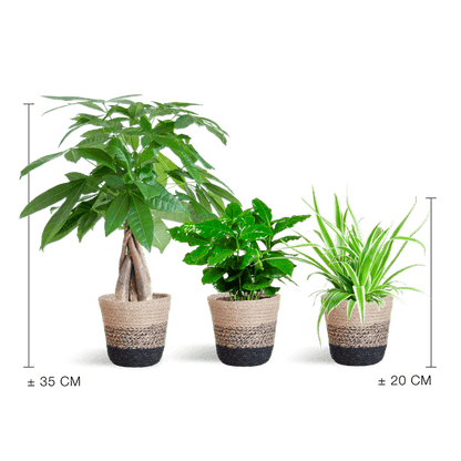 Diervriendelijke Plantenbox (3 plantjes inclusief Mand Jimmi zwart Ø12) Plant Greenify