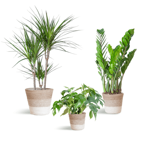Schaduw Plantenbox medium (3 planten inclusief mand Jimmi wit) Plant Greenify