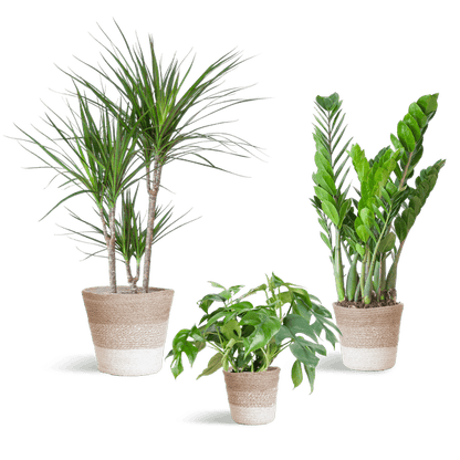 Schaduw Plantenbox medium (3 planten inclusief mand Jimmi wit) Plant Greenify