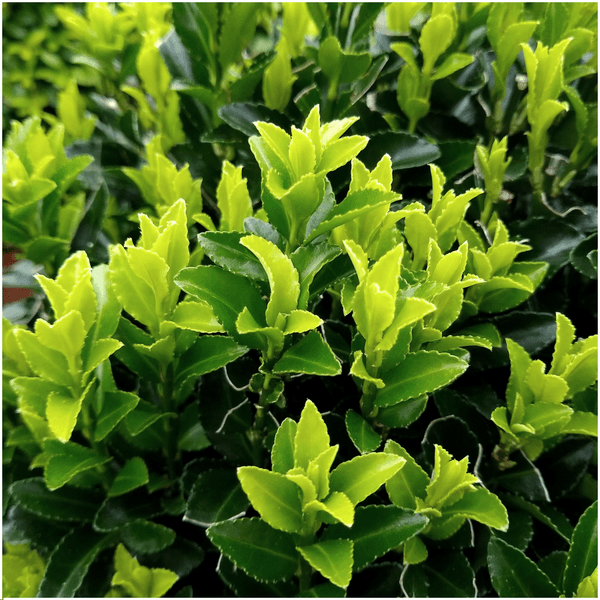 Euonymus 'Green Spire' | Ø 7 cm - 15 cm Plant Greenify
