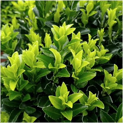 Euonymus 'Green Spire' | Ø 7 cm - 15 cm Plant Greenify