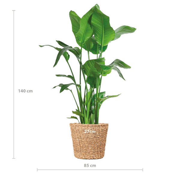 Strelitzia Nicolai XL met Noah mand (140cm - Ø27) Plant Greenify