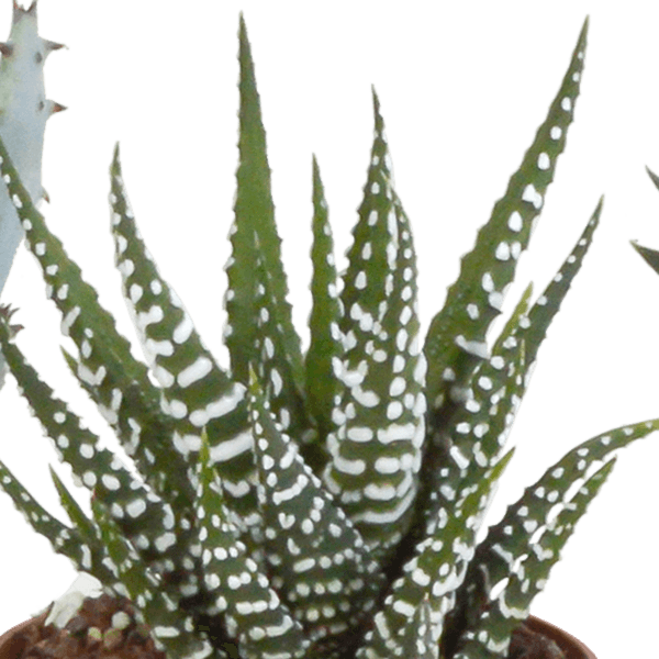 Gasteria/Haworthia mix (Ø5,5cm & in diverse potten) Plant Greenify