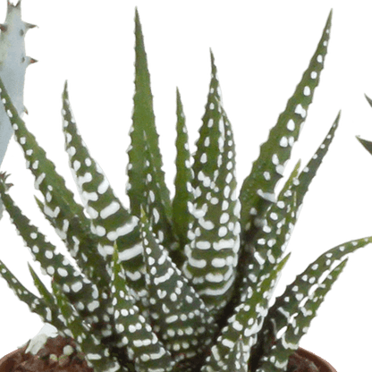 Gasteria/Haworthia mix (Ø5,5cm & in diverse potten) Plant Greenify