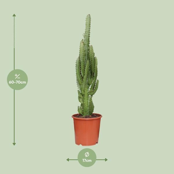 Euphorbia Trigona (Ø17cm - 70cm) Plant Greenify