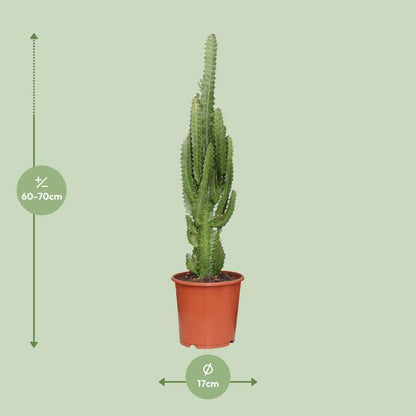 Euphorbia Trigona (Ø17cm - 70cm) Plant Greenify