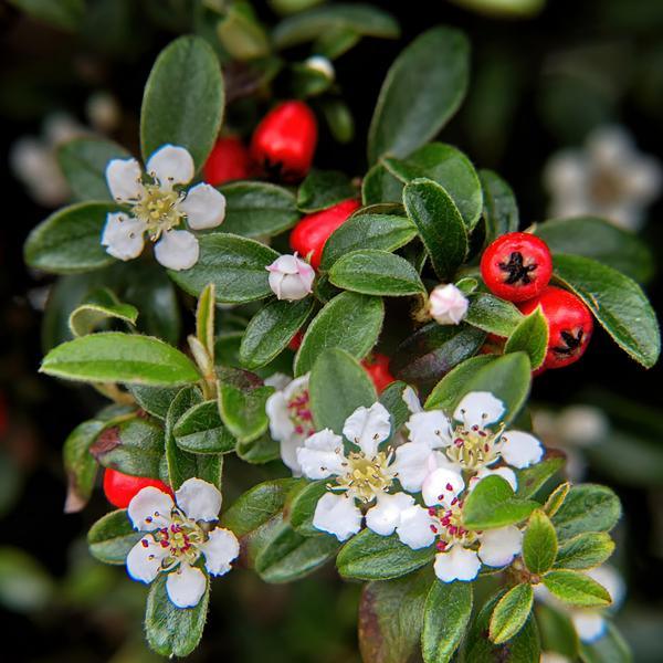 Cotoneaster dammeri | 10-25cm - Ø9cm Plant Greenify