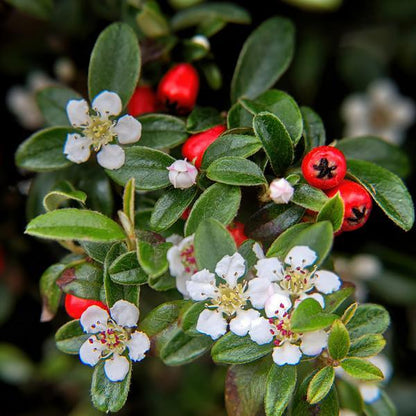 Cotoneaster dammeri | 10-25cm - Ø9cm Plant Greenify