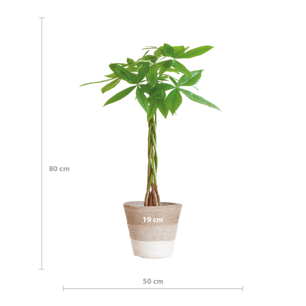Pachira Aquatica met pot (80cm - Ø21) Plant Greenify