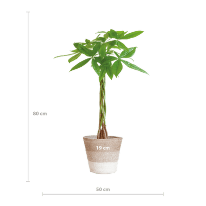 Pachira Aquatica met pot (80cm - Ø21) Plant Greenify