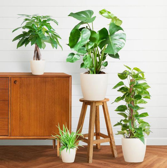 Makkelijke plantenbox medium (4 planten inclusief Yuki pot wit) Plant Greenify