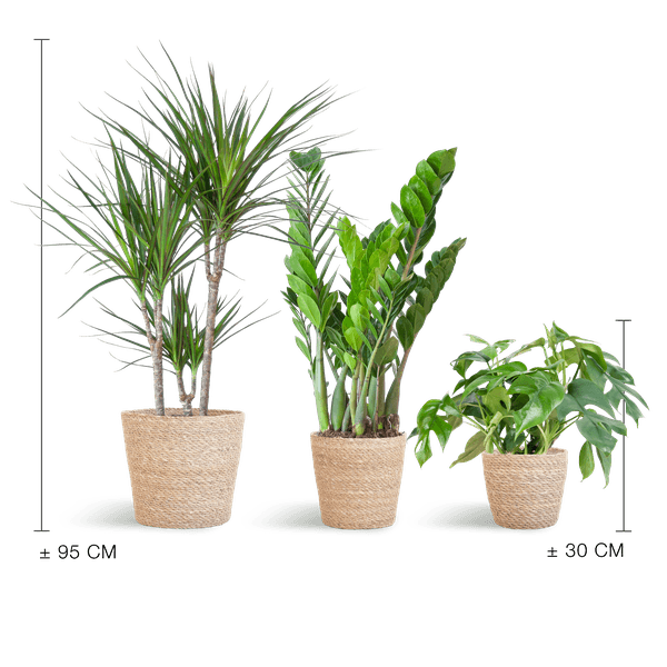 Schaduw Plantenbox medium (3 planten inclusief mand Nila) Plant Greenify