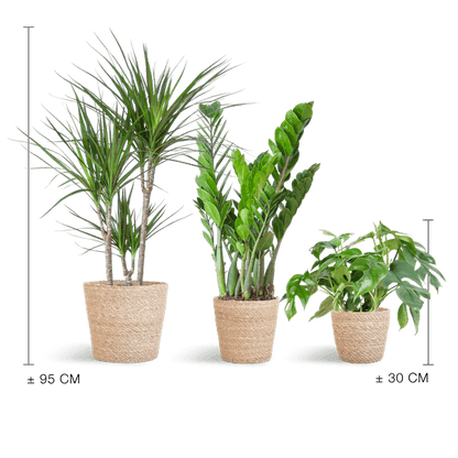 Schaduw Plantenbox medium (3 planten inclusief mand Nila) Plant Greenify