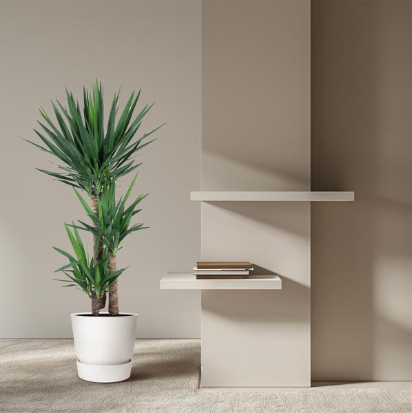 Yucca Elephantipes zonder pot (140 cm - ø27)