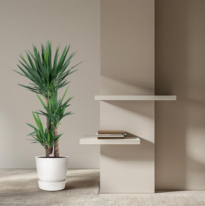 Yucca Elephantipes zonder pot (140 cm - ø27)