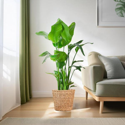 Strelitzia Nicolai XL met Noah mand (140cm - Ø27) Plant Greenify