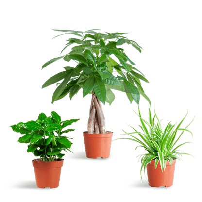 Diervriendelijke Plantenbox klein (3 plantjes zonder sierpot Ø12) Plant Greenify