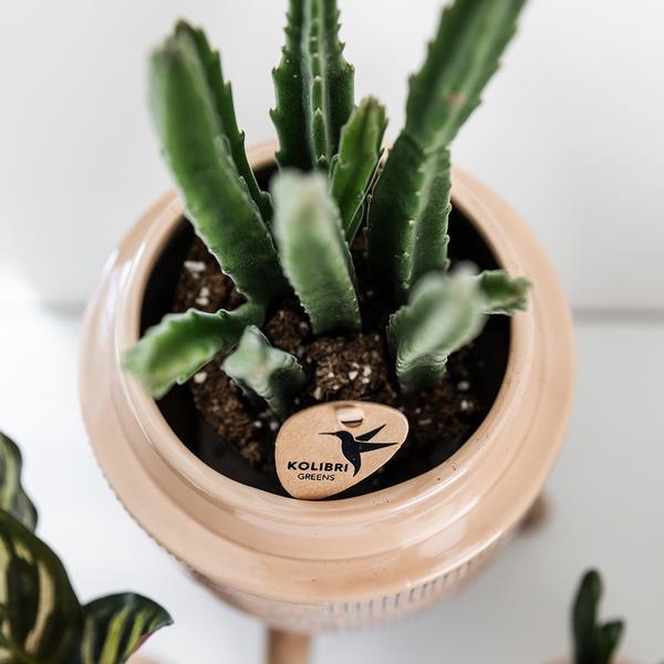 Kleine Stapelia (Ø9cm) Plant Greenify