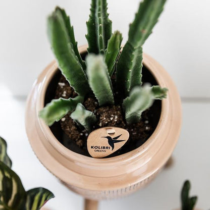 Kleine Stapelia (Ø9cm) Plant Greenify