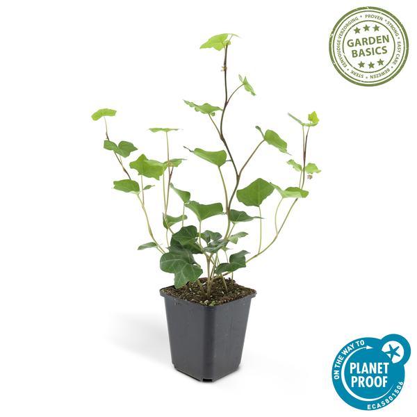 Hedera Hibernica | 10-25cm - Ø9cm Plant Greenify