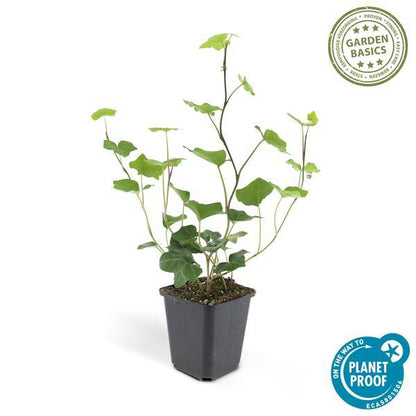 Hedera Hibernica | 10-25cm - Ø9cm Plant Greenify