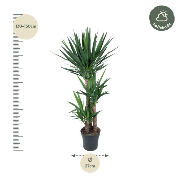 Yucca Elephantipes zonder pot (140 cm - ø27)