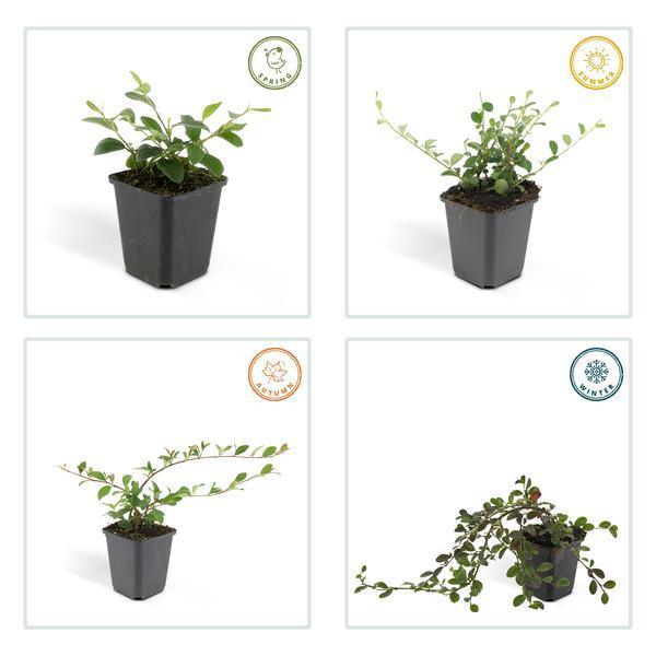 Cotoneaster dammeri | 10-25cm - Ø9cm Plant Greenify