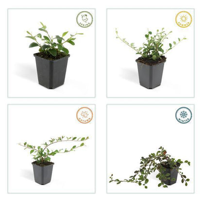 Cotoneaster dammeri | 10-25cm - Ø9cm Plant Greenify