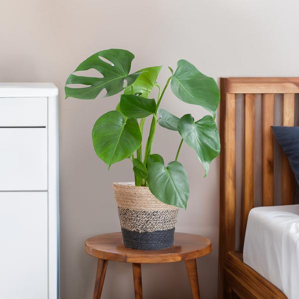 Monstera Deliciosa met Jimmi mand zwart (50cm - Ø17) Plant Greenify