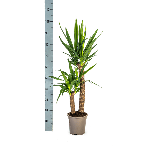 Yucca Elephantipes (80cm - Ø19cm) Plant Greenify
