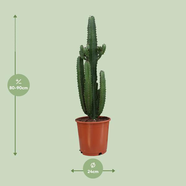 Euphorbia Trigona Rubra (Ø24cm - 90cm) Plant Greenify