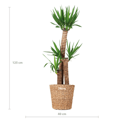 Yucca XL met Noah mand (125cm - Ø24) Plant Greenify