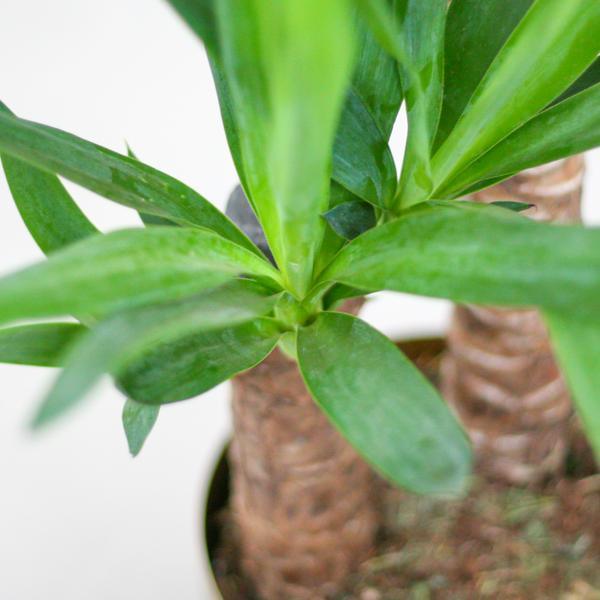 Yucca Elephantipes met pot (90cm - Ø21) Plant Greenify