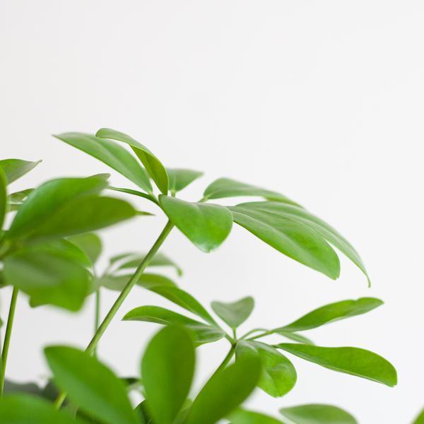 Schefflera Arab Nora met pot 70cm - Ø21) Plant Greenify