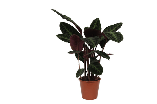 Calathea Warscewiczii - 80 cm - Ø19cm Plant Greenify