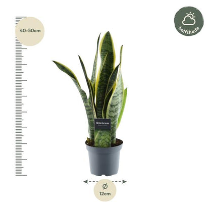 Sansevieria Laurentii - (45 cm - ø12)